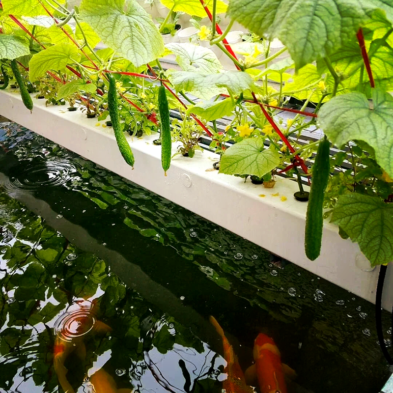 钦州市智慧农业鱼菜共生 - 哪里好